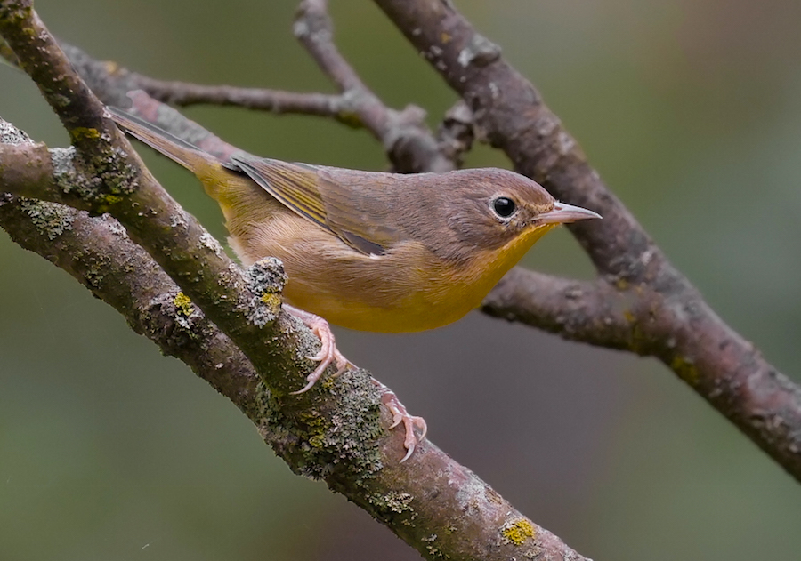 Common Yellowthroat (Eastern 1st fall male) photo 6
