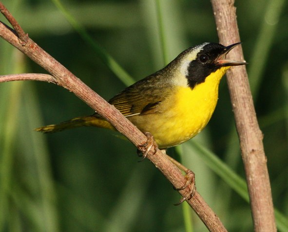 Common Yellowthroat photo 14