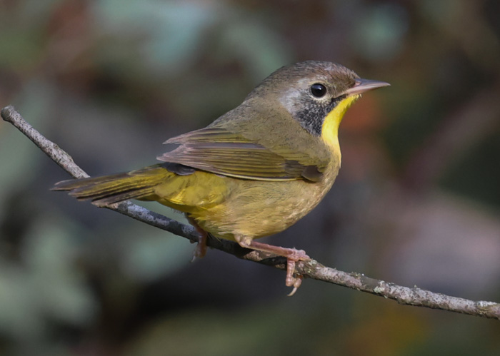 Common Yellowthroat (Eastern 1st fall male) photo 8