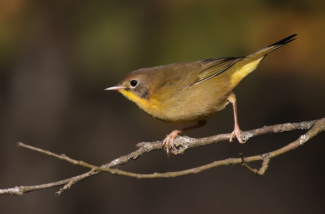 Common Yellowthroat (Eastern 1st fall male) photo 14