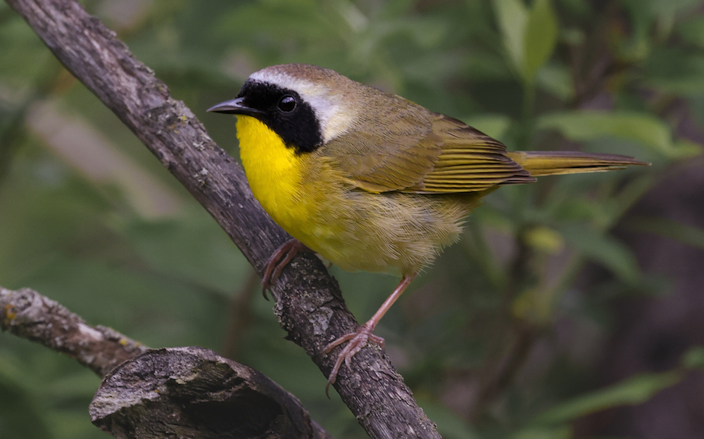 Common Yellowthroat photo 3