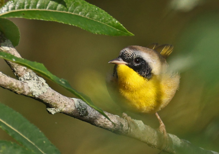Common Yellowthroat (Eastern 1st fall male) photo 12