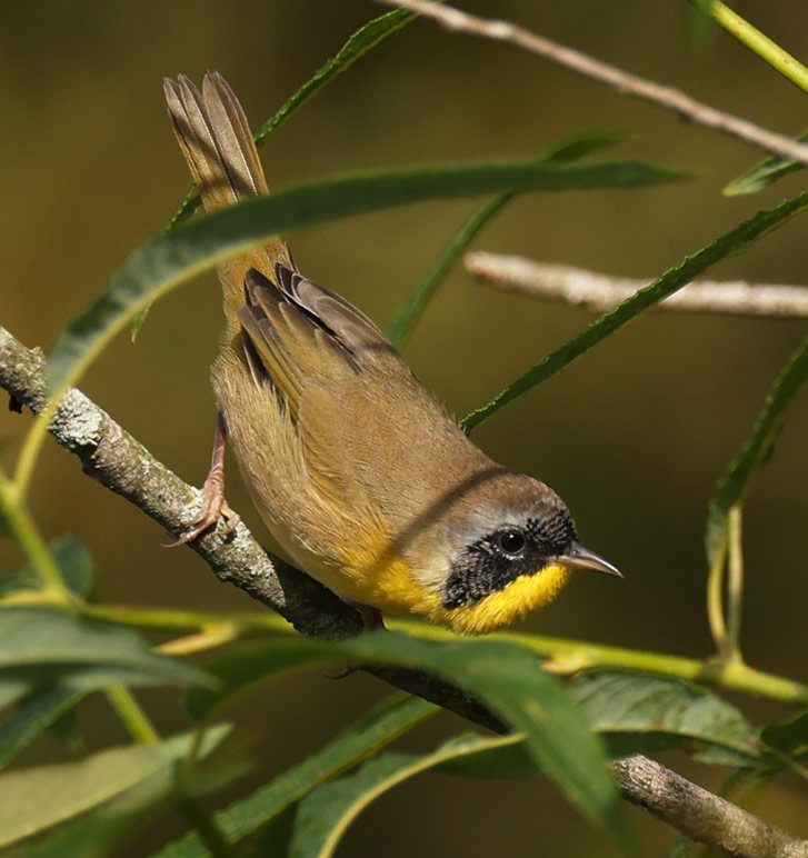 Common Yellowthroat (Eastern 1st fall male) photo 11