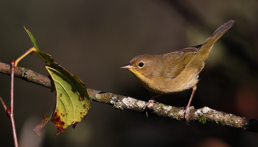 Common Yellowthroat (1st fall female) photo #4
