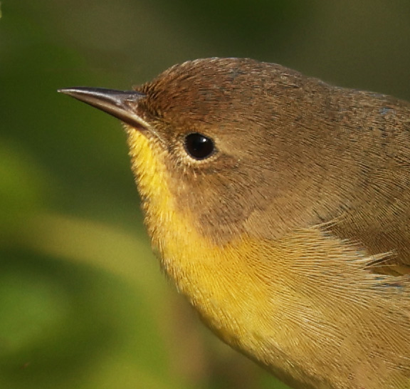 Common Yellowthroat (Eastern 1st fall male) photo 3
