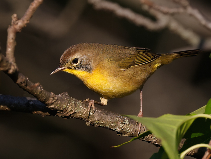 Common Yellowthroat (Eastern 1st fall male) photo 3