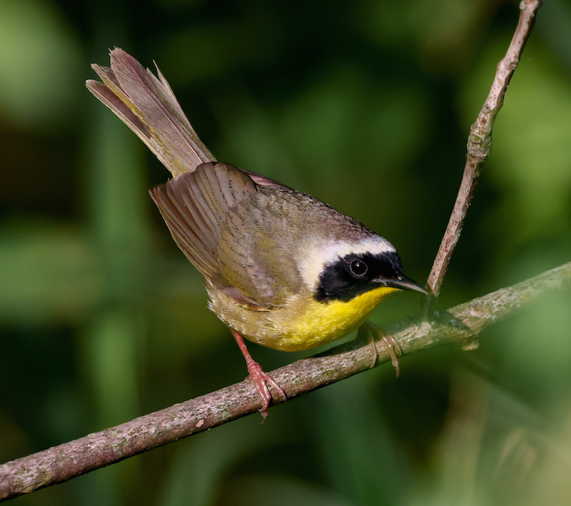 Common Yellowthroat photo 4