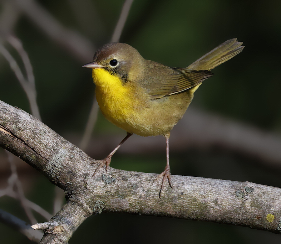Common Yellowthroat (Eastern 1st fall male) photo 7