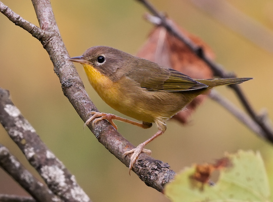 Common Yellowthroat (Eastern 1st fall male) photo 1