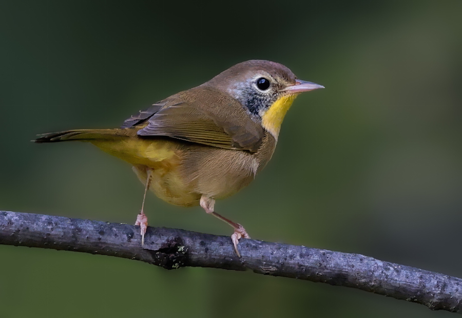 Common Yellowthroat (Eastern 1st fall male) photo 6