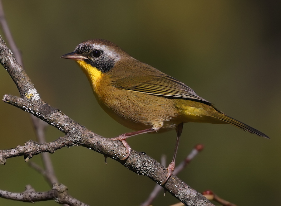 Common Yellowthroat (Eastern 1st fall male) photo 5