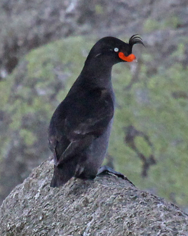 Crested Auklet