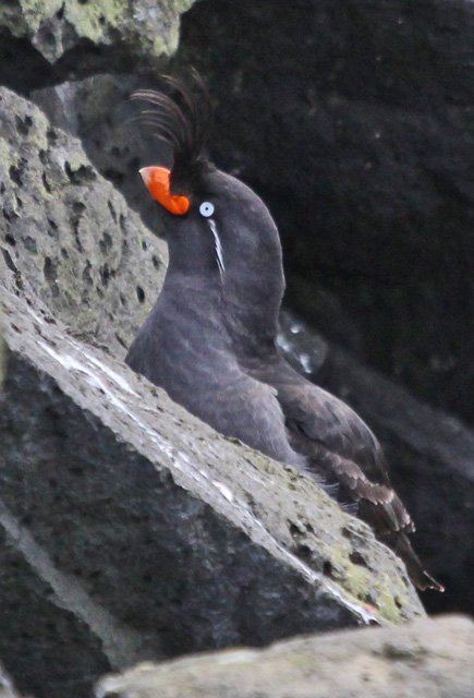 Crested Auklet