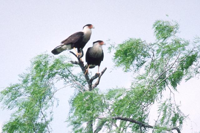 Crested Caracara Photo #2