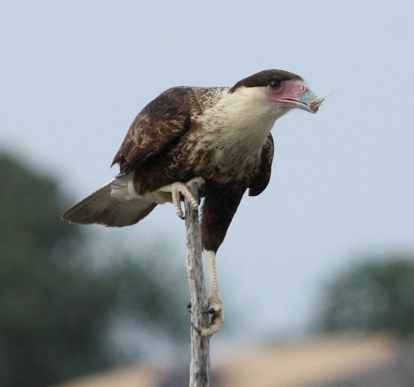 Crested Caracara Photo #1