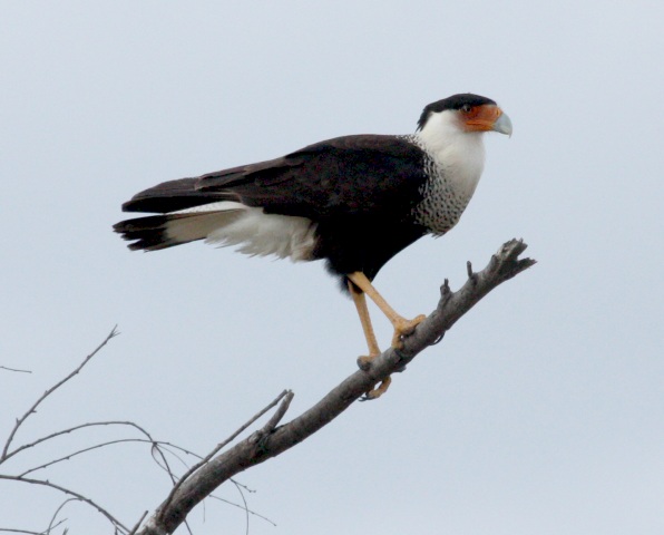 Crested Caracara Photo #1