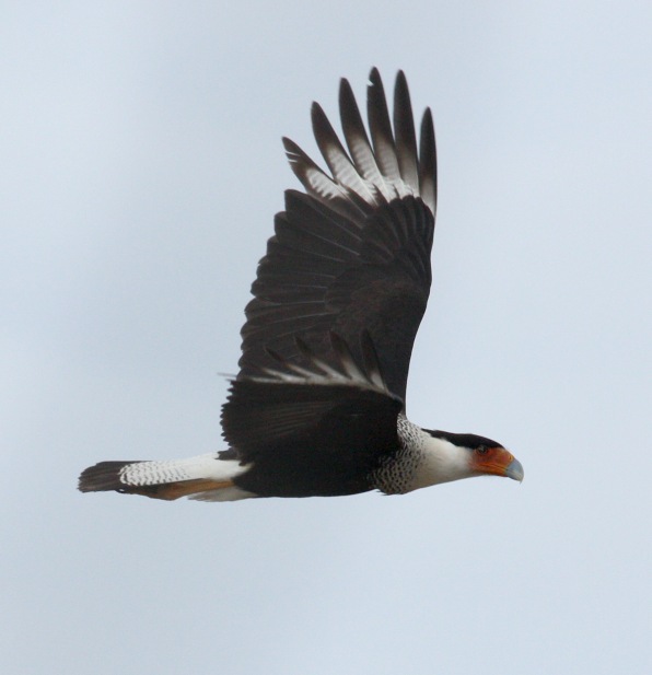 Crested Caracara Photo #2