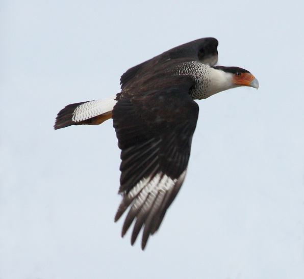 Crested Caracara Photo #3