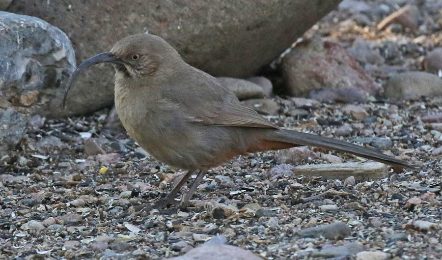 Crissal Thrasher photo #1