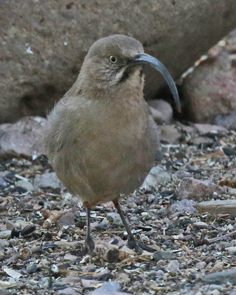 Crissal Thrasher photo #2