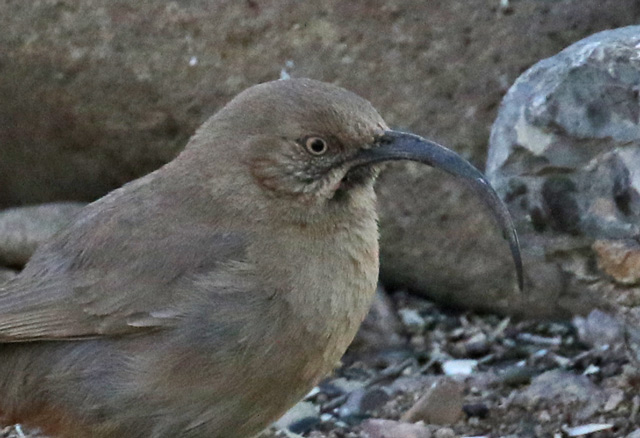 Crissal Thrasher photo #3