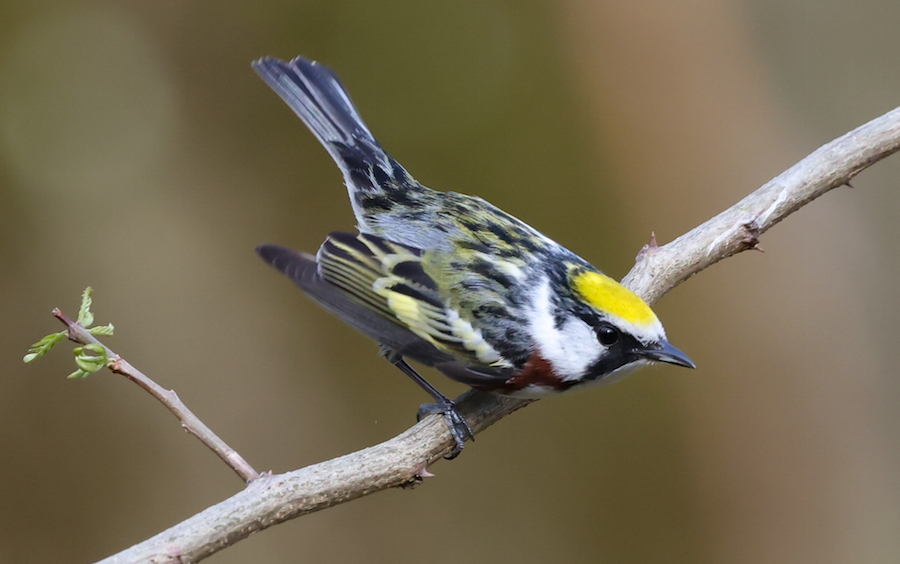 Chestnut-sided Warbler photo #4