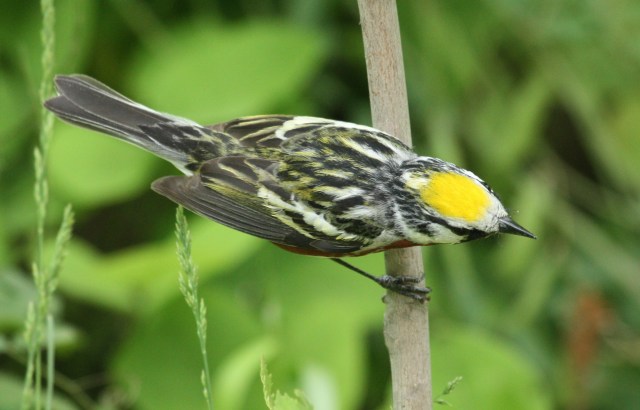 Chestnut-sided Warbler photo #3
