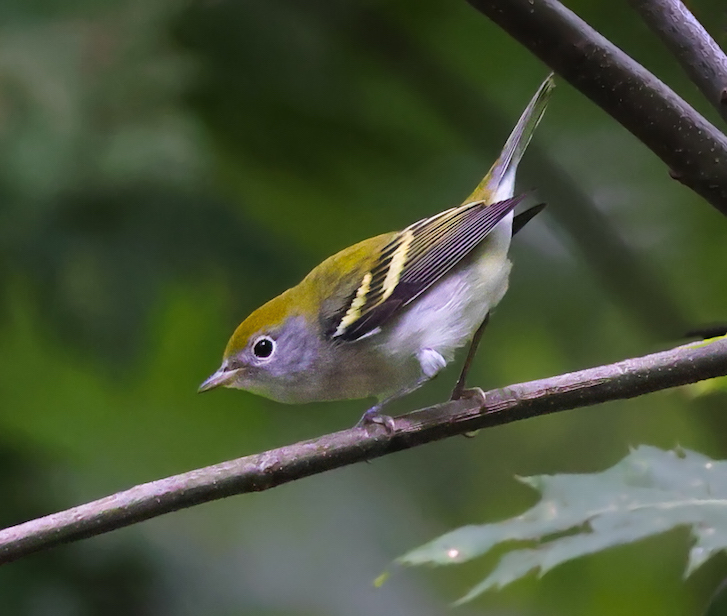 Chestnut-sided Warbler photo #2