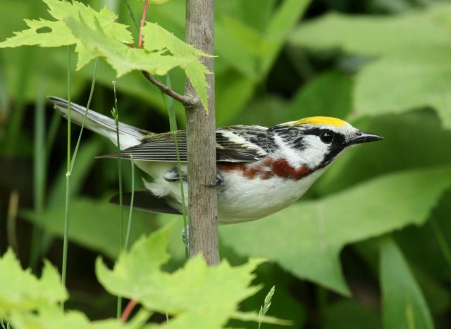 Chestnut-sided Warbler photo #1