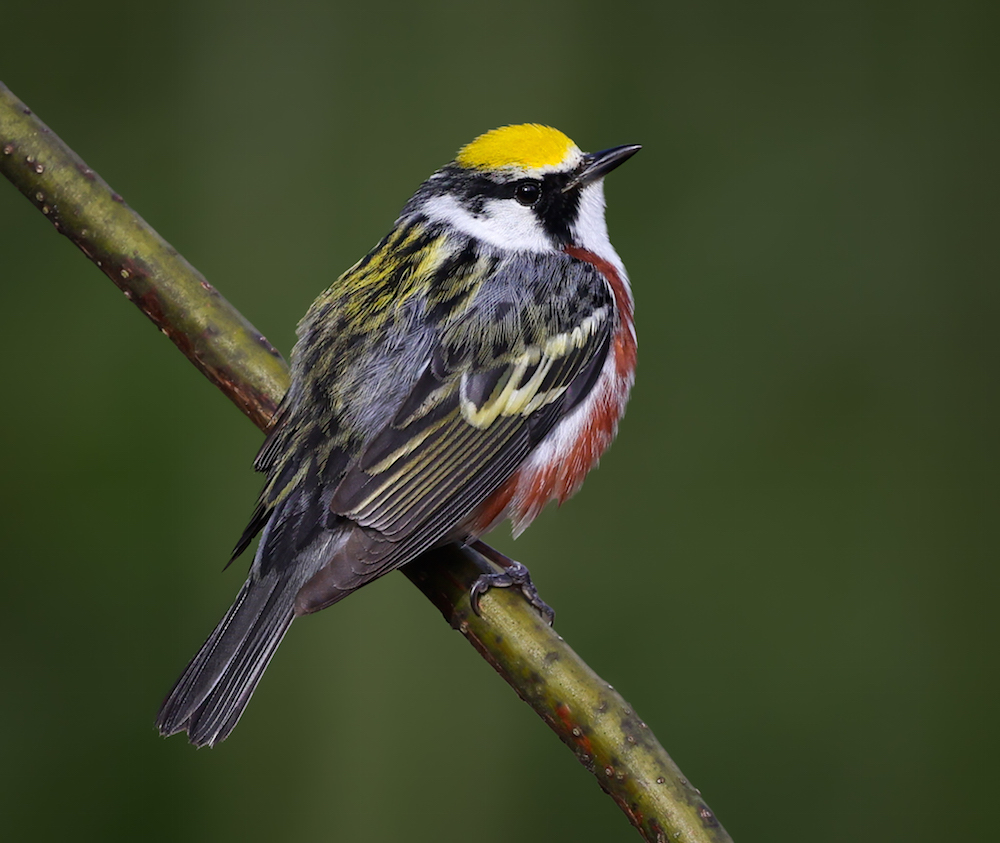 Chestnut-sided Warbler