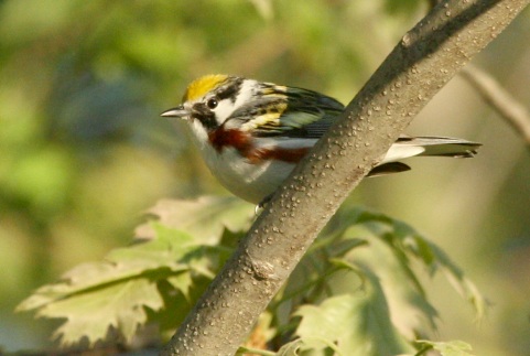 Chestnut-sided Warbler photo #4