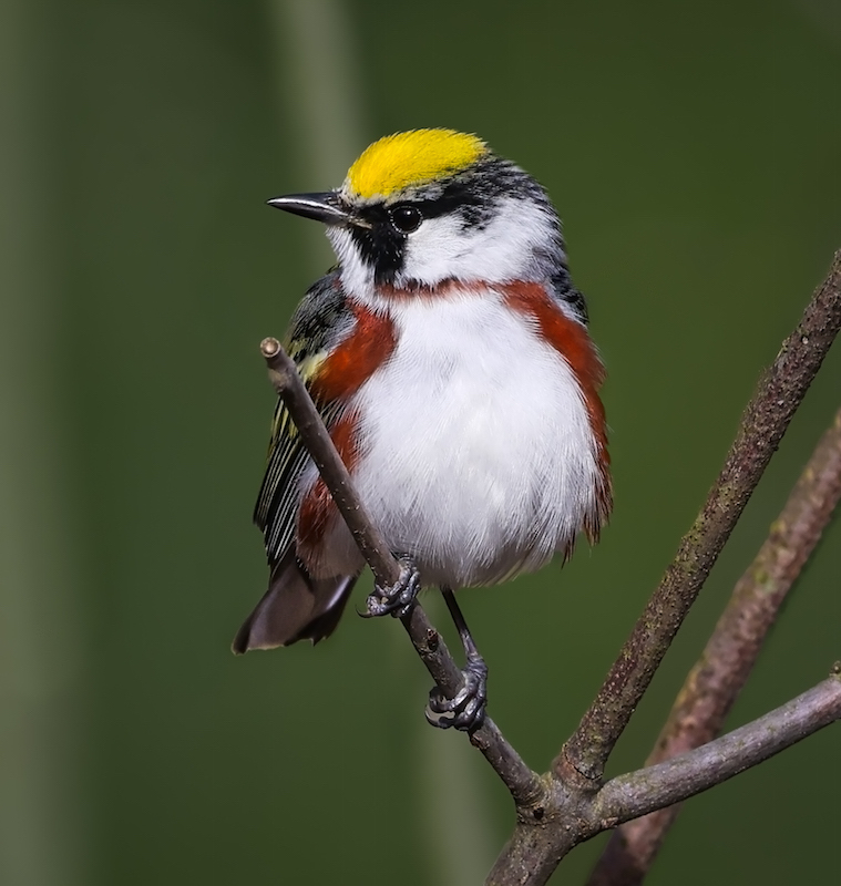 Chestnut-sided Warbler photo #2
