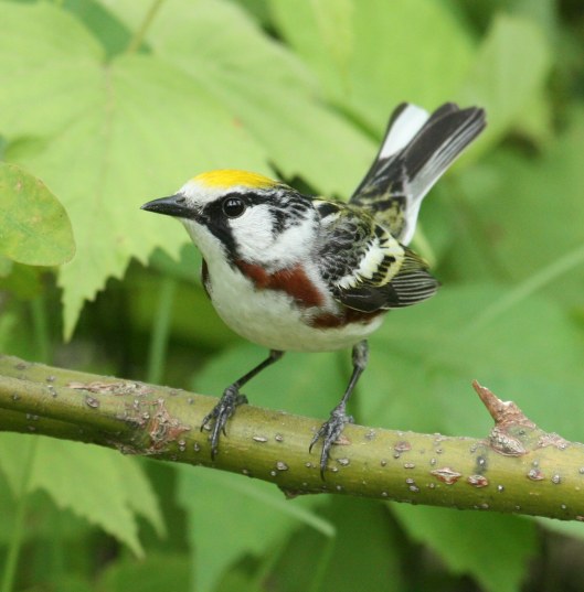 Chestnut-sided Warbler photo #2
