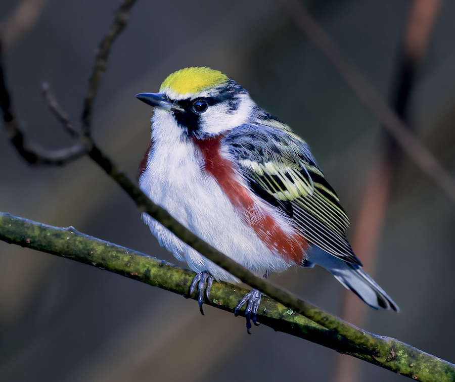 Chestnut-sided Warbler photo #5