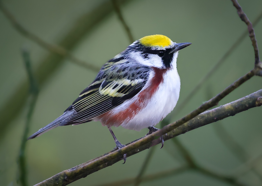 Chestnut-sided Warbler photo #4