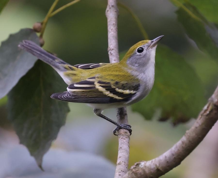 Chestnut-sided Warbler (fall)