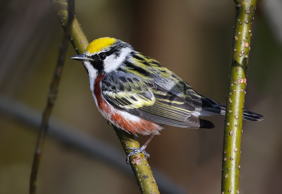 Chestnut-sided Warbler photo #3