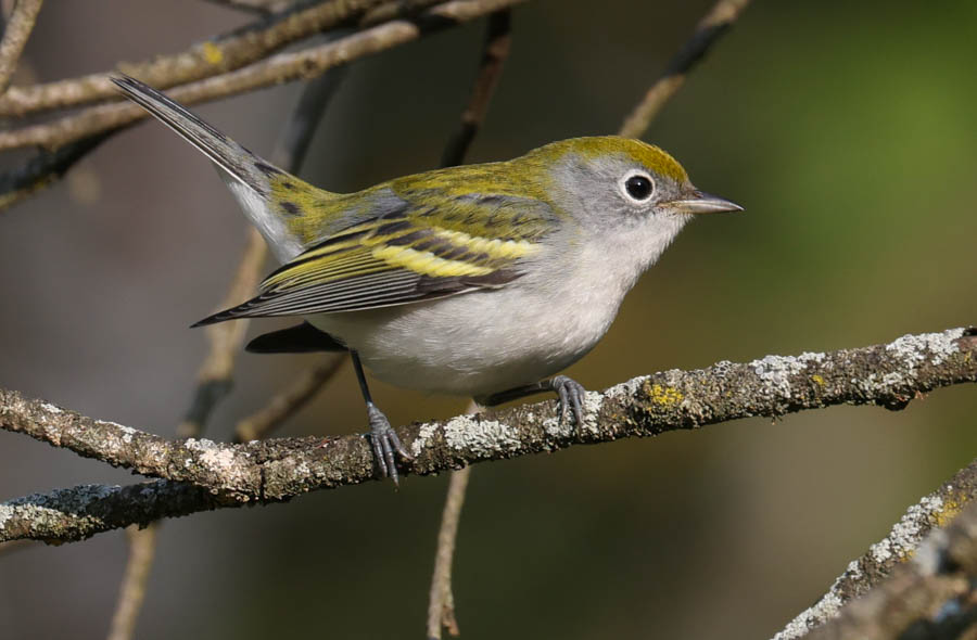 Chestnut-sided Warbler (fall)