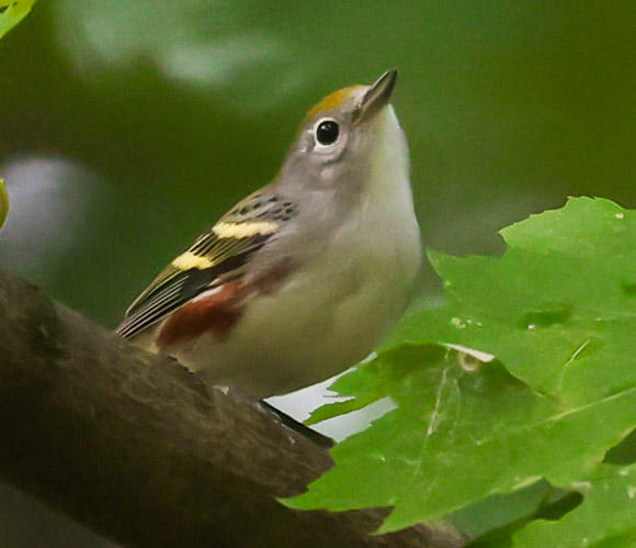 Chestnut-sided Warbler