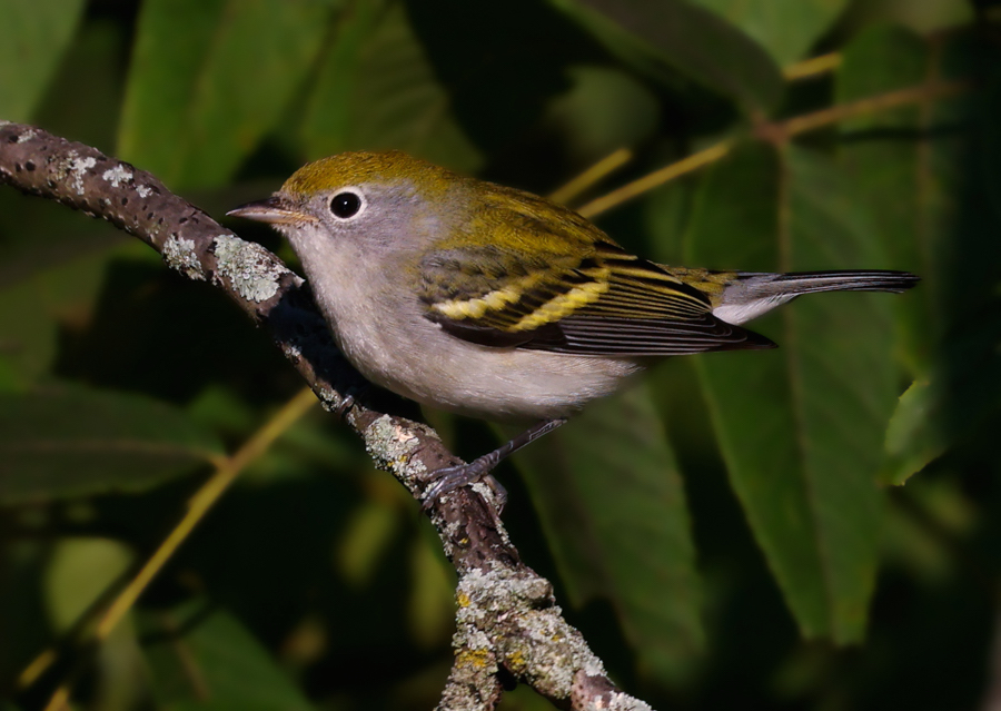 Chestnut-sided Warbler (fall)