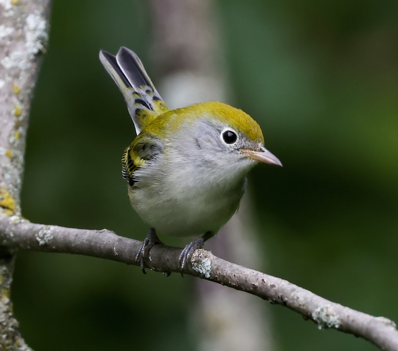 Chestnut-sided Warbler photo #5