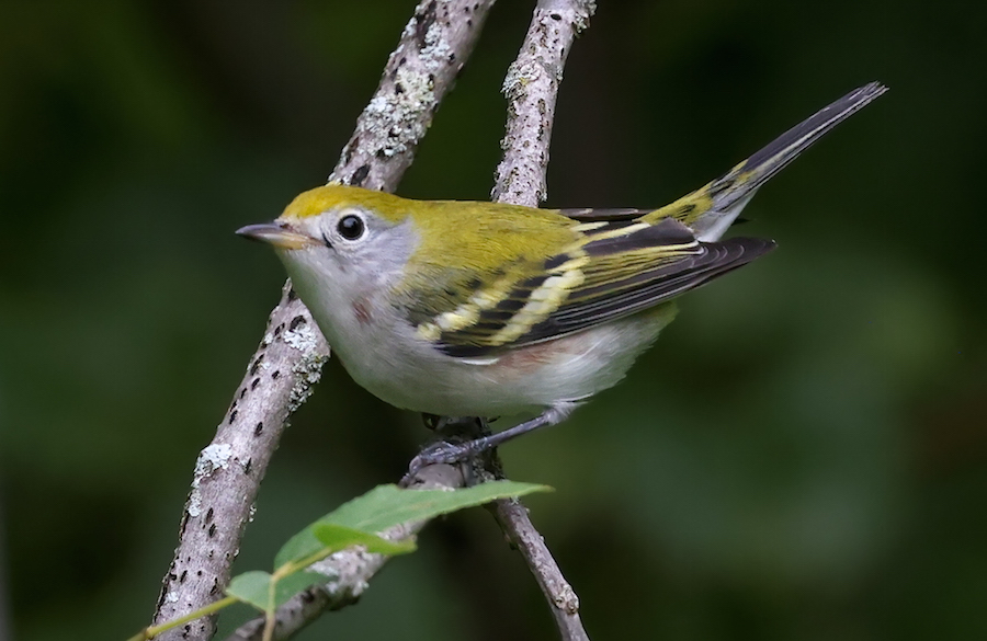 Chestnut-sided Warbler (fall)