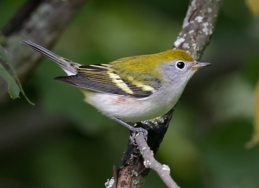 Chestnut-sided Warbler (fall)