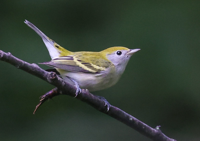 Chestnut-sided Warbler photo #3