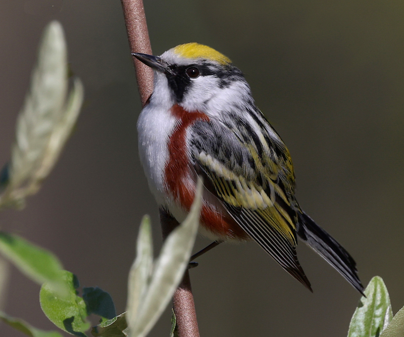 Chestnut-sided Warbler photo #1