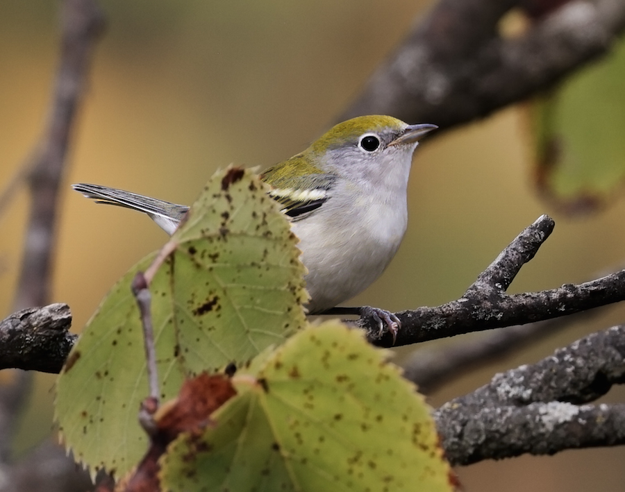 Chestnut-sided Warbler photo #1
