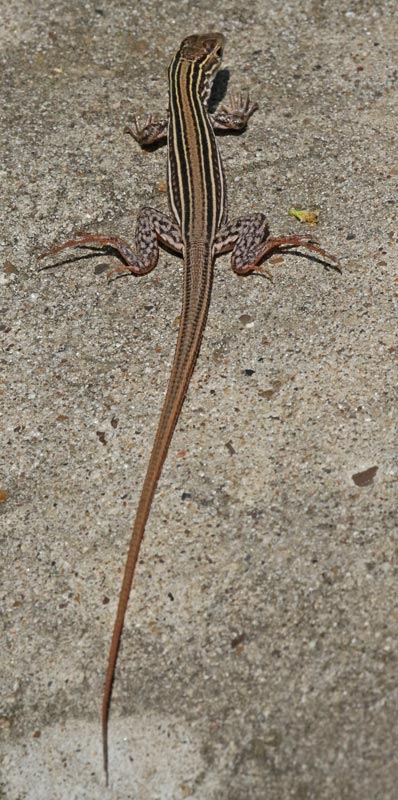Common Spotted Whiptail