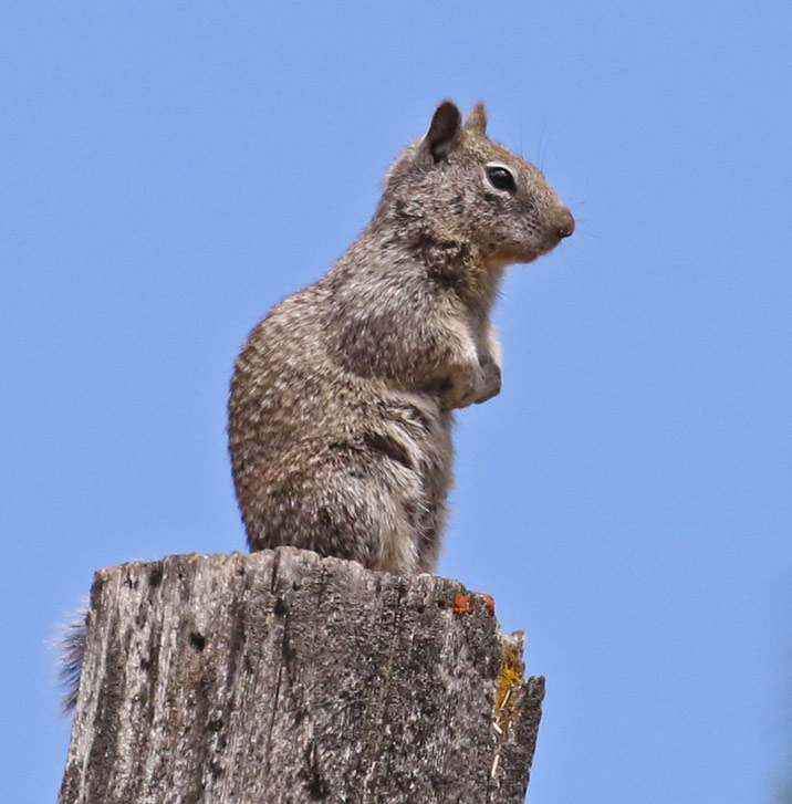 California Ground Squirrel
