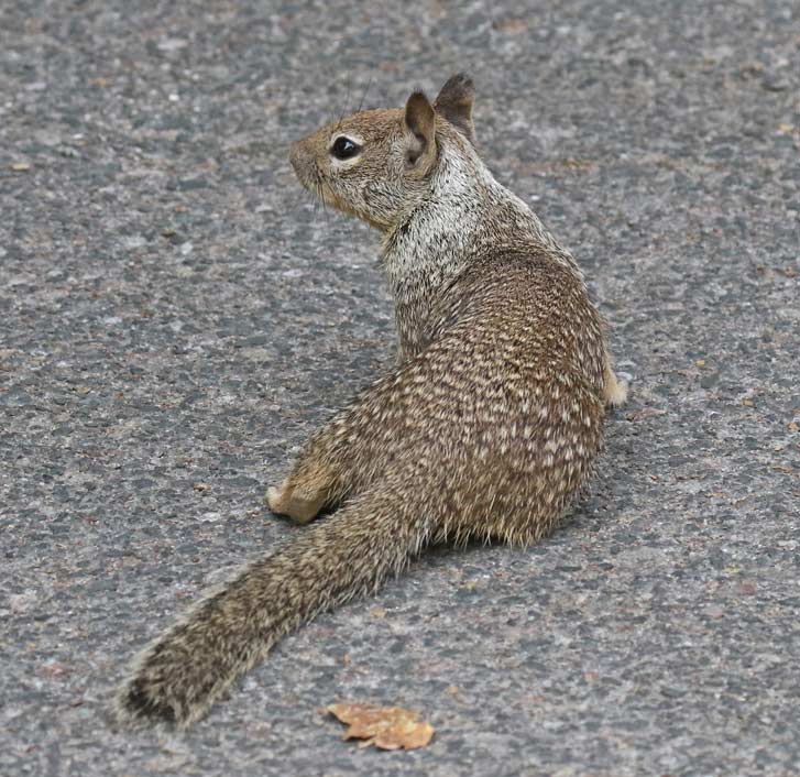 California Ground Squirrel
