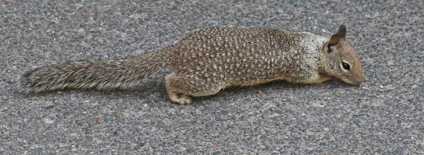 California Ground Squirrel